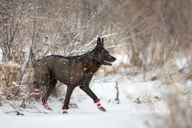 We did not find results for: The Top Five Very Best Dog Boots For All Seasons Calgary Pet Dog And Equine Photographer