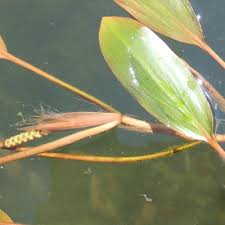 Image result for Potamogeton nodosus