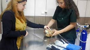 Osman selçuk aldemir, fakülte dekanı prof. Yarali Bulunan Dogan Koruma Altina Alindi Genel Konya Olay Gazetesi