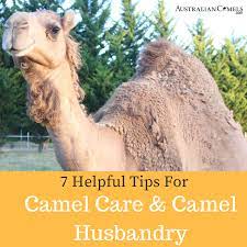 Babies might only take in half ounce per feeding for the first day or two of life, but after that will usually drink 1 to 2 ounces at each feeding. 7 Helpful Tips For Camel Care And Camel Husbandry