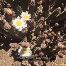 Photos, art, growing tips, sales/trades, news, stories. Tephrocactus Strobiliformis Cacti Com