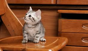 Check spelling or type a new query. American Shorthair Cat Breed Information