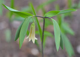 Image result for Clutia sessilifolia