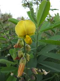 Image result for Crotalaria reptans