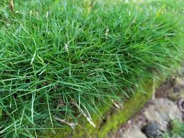 Check spelling or type a new query. All About Zoysia Sod Sod University Sod Solutions