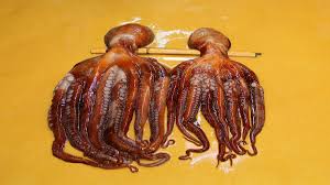 And allah ta'āla knows best Angriest Octopus Lashes Out At Geologist On Western Australia Beach Al Arabiya English