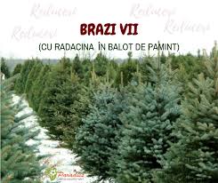 H = 1,60 m = 160 lei; Brazi Vii Naturali In Balot Cu RÄdÄcinÄ Livrare GratuitÄ