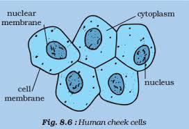 We did not find results for: Cell Structure And Functions Ncert Class 8 Science