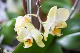 Die größe der blattoberfläche lässt die pflanze für eine gute luft sorgen. Phalaenopsis Orchideen Krankheiten Schadlinge Pflegefehler Majas Pflanzenblog