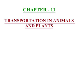 You will be able to get your desired file in a. Ppt Chapter 11 Transportation In Animals And Plants Powerpoint Presentation Id 751111