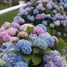 #1 of 59 fun & games in cape cod. Cape Cod Hydrangea Festival Poisonous Plants Hydrangea Garden Hydrangea