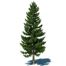 Tree 3d Models And Textures Turbosquid Com Garden Illustration Landscape Elements Pine Tree Drawing