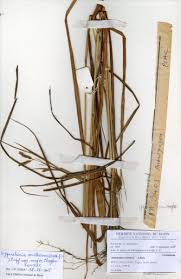 Image result for Hyparrhenia welwitschii