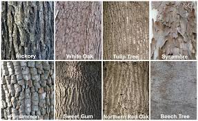 Tree Bark Tree Bark Identification Tree Id Tree Bark