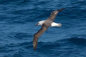 Black Bird With White Chest And White Tipped Tail The Grey Headed Albatross Has A White Body And Chest A Light Grey Head Back And Tail Feathers They Have Dark Grey Wings And A Whit Albatross Grey Bald Eagle