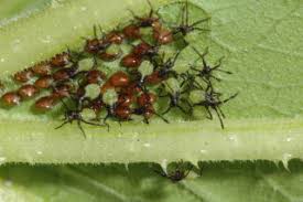 Bugs can ruin any sunny summer day. Squash Bugs In Home Gardens Umn Extension
