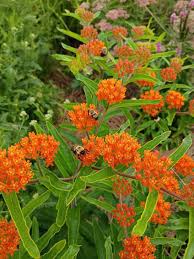 Image result for Asclepias graminifolia