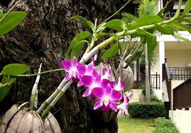 Cara membuat pot anggrek dari sabut kelapa. Cara Menanam Anggrek Dengan Sabut Kelapa