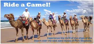 Things to do in port stephens. Pin On Things To Do