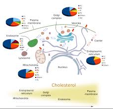 Check spelling or type a new query. The Cell 3 Cell Membrane Lipids Atlas Of Plant And Animal Histology