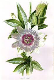 Passion Flower Antique Botanical Print 1887 Flower Art Flower Drawing Flower Prints Art