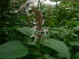 Image result for Orthosiphon thymiflorus