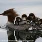 Red Cliffs Audubon Wednesday Bird Outing/La Verkin