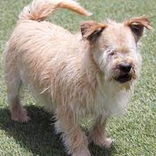 Adopt Neil C L On Petfinder Terrier Mix Dogs Pet Care Tips Pet Search