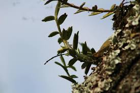 Image result for Eggelingia ligulifolia