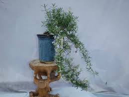 Image result for rosemary bonsai