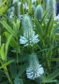 Image result for Trifolium