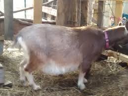 If your doe become pregnant, their belly should feel different than other normal doe. Pregnant Or Fat Backyardherds Goats Horses Sheep Pigs More