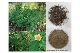 Image result for Sida acuta