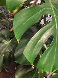 Monstera Problems 11 Frustrating Problems Solutions In 2020 Monstera Plant Problems Monstera Deliciosa Care
