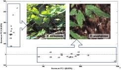 In order to maintain healthy levels of vitamin e, you need to ingest it through food or consume it as an oral supplement. Automatic Authentication And Distinction Of Epimedium Koreanum And Epimedium Wushanense With Hplc Fingerprint Analysis Assisted By Pattern Recognition Techniques Sciencedirect