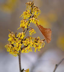 There is also witch hazel hair care spray bottle available. 24 Wonderful Witch Hazel Uses And Benefits