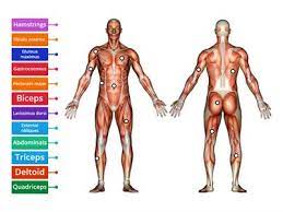 This is partly because they are located in different areas of the. Label Muscles Teaching Resources