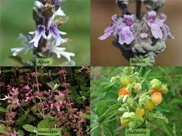 Image result for Lamiaceae