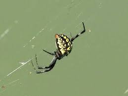 Black and yellow garden spider description (adult female, male size, color, egg sack), are they poisonous/dangerous, do yellow garden spiders bite, images. Texas Spiders Pictures And Spider Identification Help