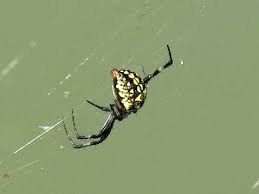 The yellow garden spider (argiope aurantia) is a common sight in mid to late summertime yards, gardens, and woods throughout the contiguous 48 united states. Texas Spiders Pictures And Spider Identification Help