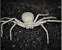 Clear Spider Bites
