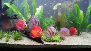 Discus Fish The Complete Care Species Breeding Guide