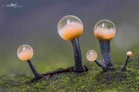 Image result for Pycreus gracillimus