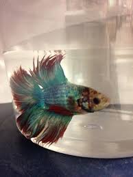 They should be fed a balanced pelleted or flaked food daily. Petco Betta Fish Unique Fish Photo