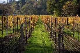 Check spelling or type a new query. Wine Storage Adventures In Wine