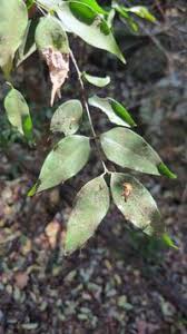 Image result for Strychnos usambarensis