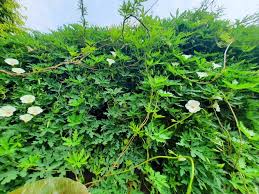 Image result for Vernonia amblyolepis