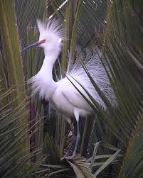 Birds Of A Feather Flock Together Meaning In Malayalam Showy Snowy Egret Pet Birds Colorful Birds Bird