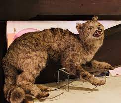 Maidstone Museum on X: @YorkshireMuseum I give you our taxidermy wild cat!  A favourite of the museum team due to its bad taxidermy and creepy  electrified look on its face! CreepiestObject t.coL6BpxVgkhT 