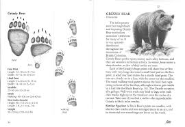 Black Bear Vs Grizzly Bear Size Difference Pin By Alicia Tafoya On Bears Black Bear Bear Tracks Grizzly